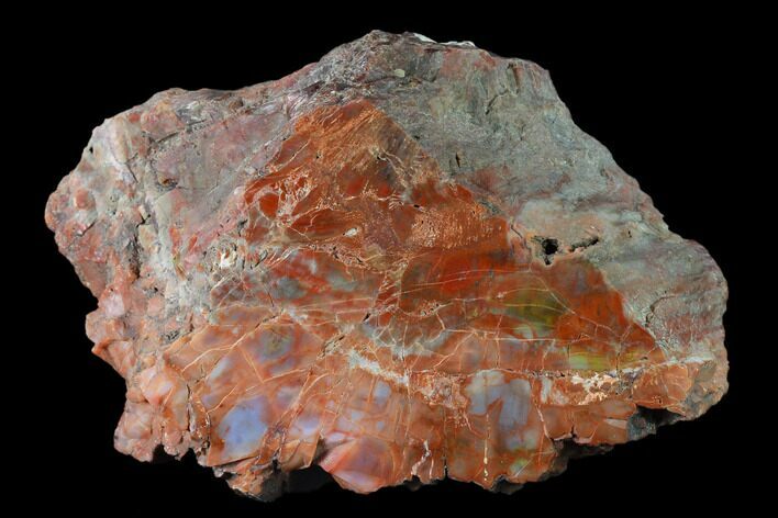 Colorful, Polished Petrified Wood Section - Arizona #136188